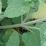 Teucrium hircanicum Bark