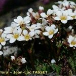 Saxifraga pentadactylis Habit