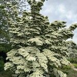 Cornus kousa Hábito