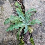 Sonchus arvensis Облик