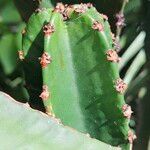 Euphorbia murielii Folha