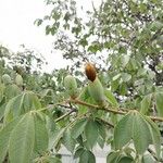 Ceiba aesculifolia Лист