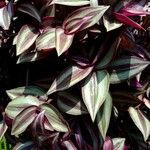 Tradescantia zebrina Lehti