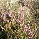 Calluna vulgarisCvet