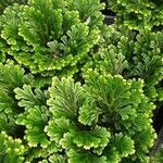 Selaginella tamariscina موطن