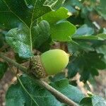 Quercus garryana Fruto