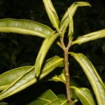 Daphnopsis americana Folla