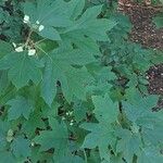 Hydrangea quercifolia Leht