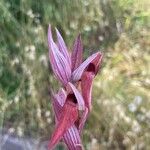 Serapias vomeracea Blomst