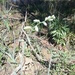 Albuca abyssinica Owoc