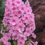 Phlox maculata Flower