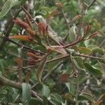 Ximenia caffra Leaf
