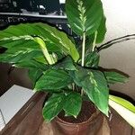 Goeppertia undulata 葉