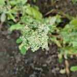 Chenopodium quinoa Fruit