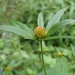 Bidens connata Habitus