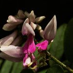 Indigofera roseocaerulea Λουλούδι