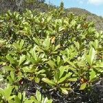 Hibbertia vieillardii Yeri