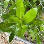 Calophyllum inophyllumDeilen