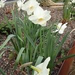 Narcissus bicolor Habit