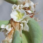 Polygonum raii Flower