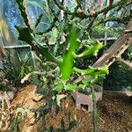 Euphorbia antiquorum Leaf
