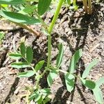 Lathyrus palustris Kora