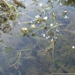 Ranunculus fluitans Hábitos