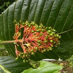 Palicourea guianensis Blüte