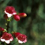 Penstemon eatonii Цвят