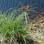 Cyperus ligularis Hábitos