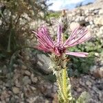 Volutaria tubuliflora Flor