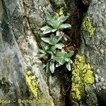 Gnaphalium supinum Inny