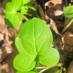 Hexastylis arifolia Hostoa