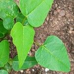 Jatropha curcas Fuelha