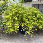 Abelia grandiflora Hábitos