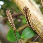 Pisonia aculeata Fruto