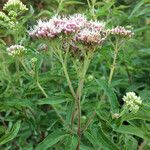 Eupatorium cannabinumBlomma