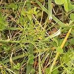 Seseli peucedanoides Hoja