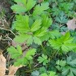 Geum aleppicum Hostoa