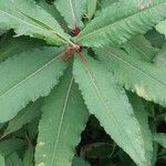 Koenigia polystachya পাতা
