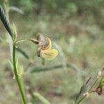 Aeschynomene rudis Flower