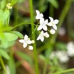 Galium palustre Flower