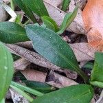 Symphyotrichum laeve Лист