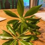 Pieris japonica Φύλλο