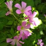 Oxalis debilis 花