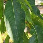 Lophostemon confertus Leaf