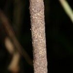 Tabernaemontana persicariifolia چھال