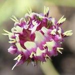 Trifolium barbigerum Цветок