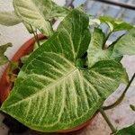 Syngonium angustatum Blatt