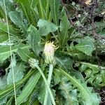 Crepis albida Folla